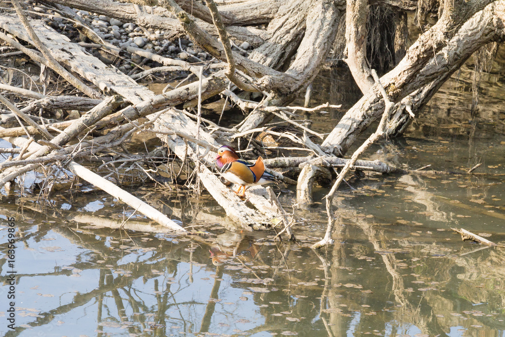 Mandarin duck close up from Sile river, Italy Mandarin duck close up from Sile river, Italy