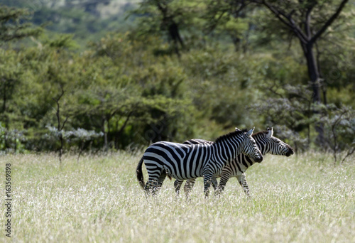 Two zebras walking left to right with dertermination. Masai Mara  Kenya  Africa