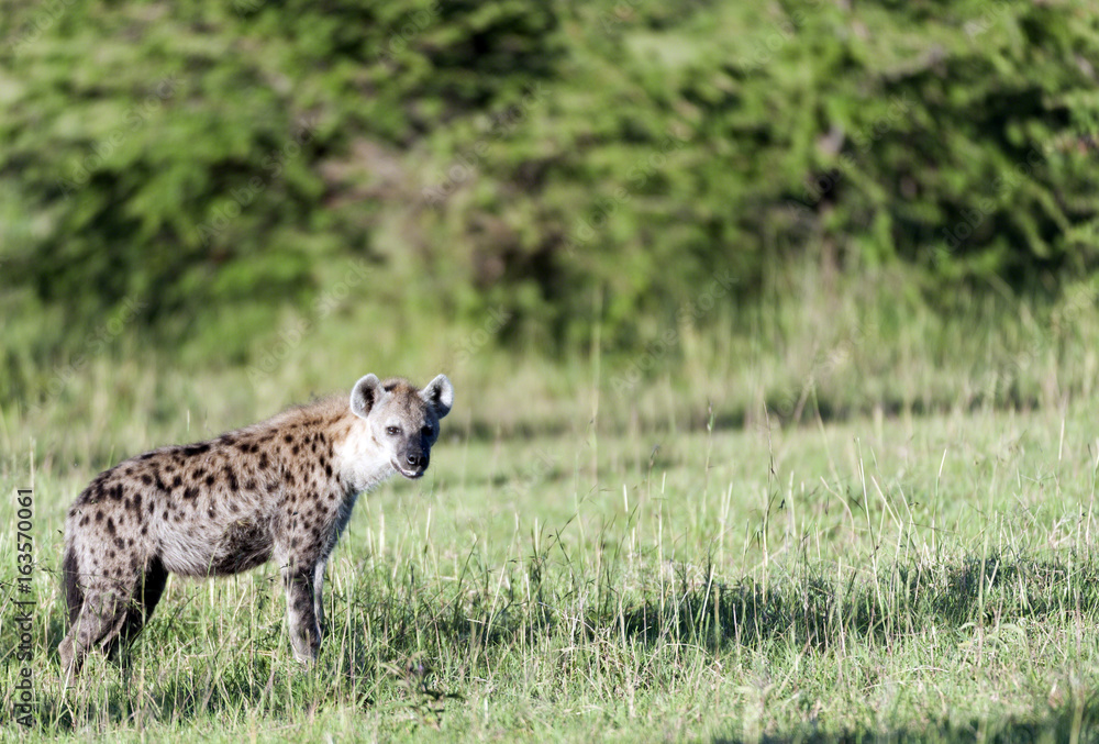 Spotted hyena, (Crocuta crocuta), standing in green grass looking at camera, Masai Mara, Kenya, Africa