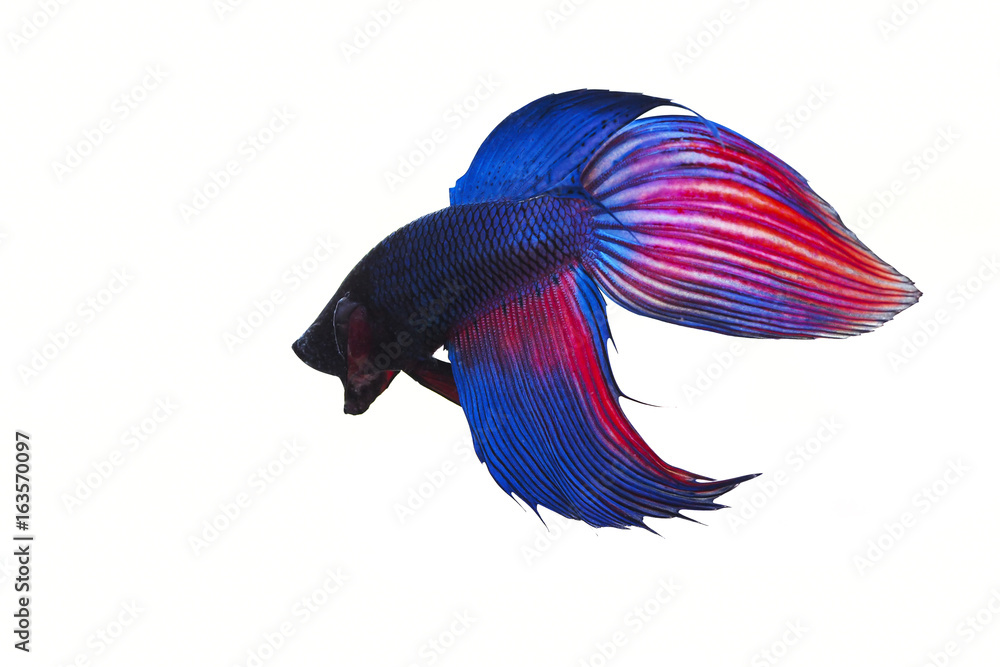 Obraz premium Siamese fighting fish on white background. Copy space