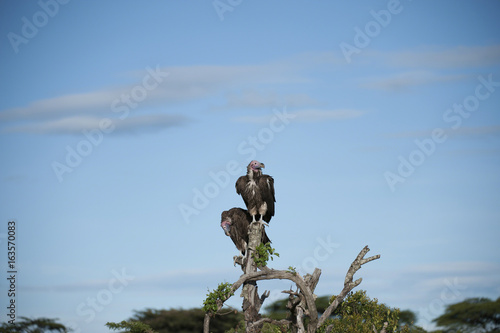 Pair of Lappet-Face Vulture, ( Torgos tracheliotus ), sitting high on tree stump, one looking down, other looking right, with blue sky in background, Masai Mara, Kenya, Africa photo