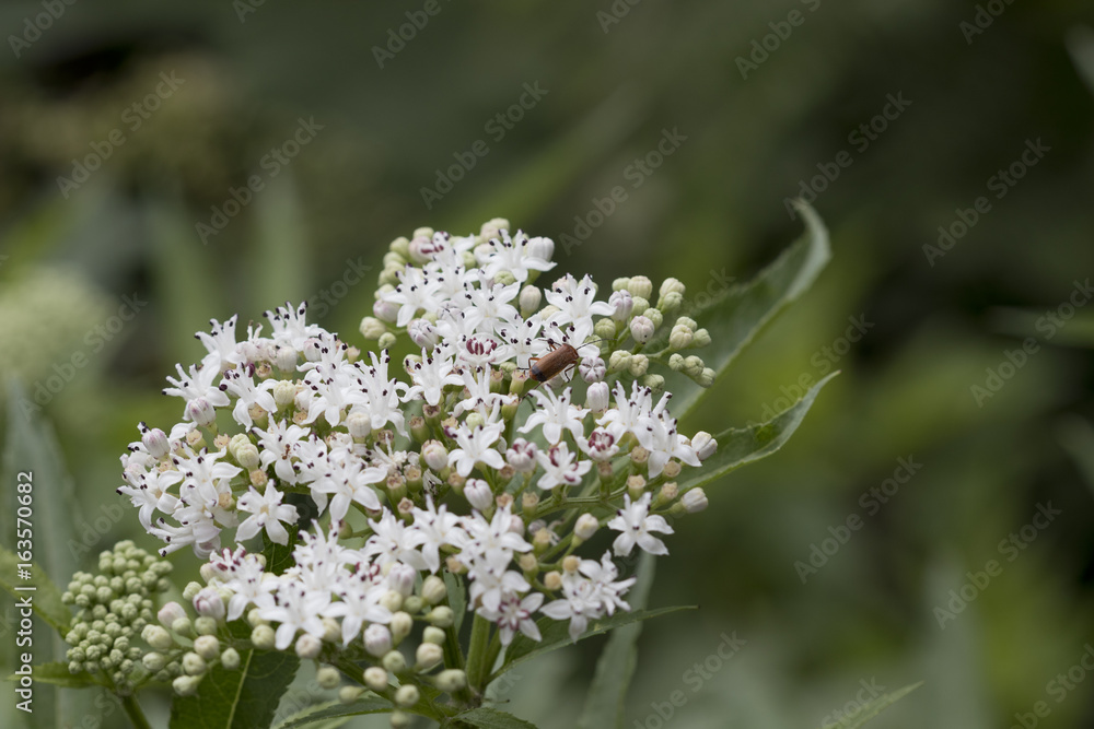 Small red longhorn beetle (cerambycidae) looking for nectar in small white flowers from a viburnum shrub. Small red longhorn beetle (cerambycidae) looking for nectar in small white flowers from a viburnum shrub.