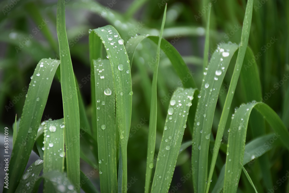 Dew on the grass Dew on the grass
