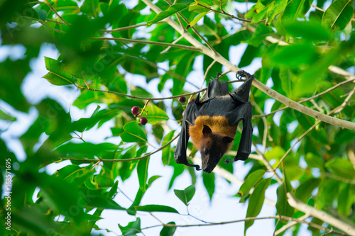 Bat hanging on a tree branch Malayan bat © Pakhnyushchyy