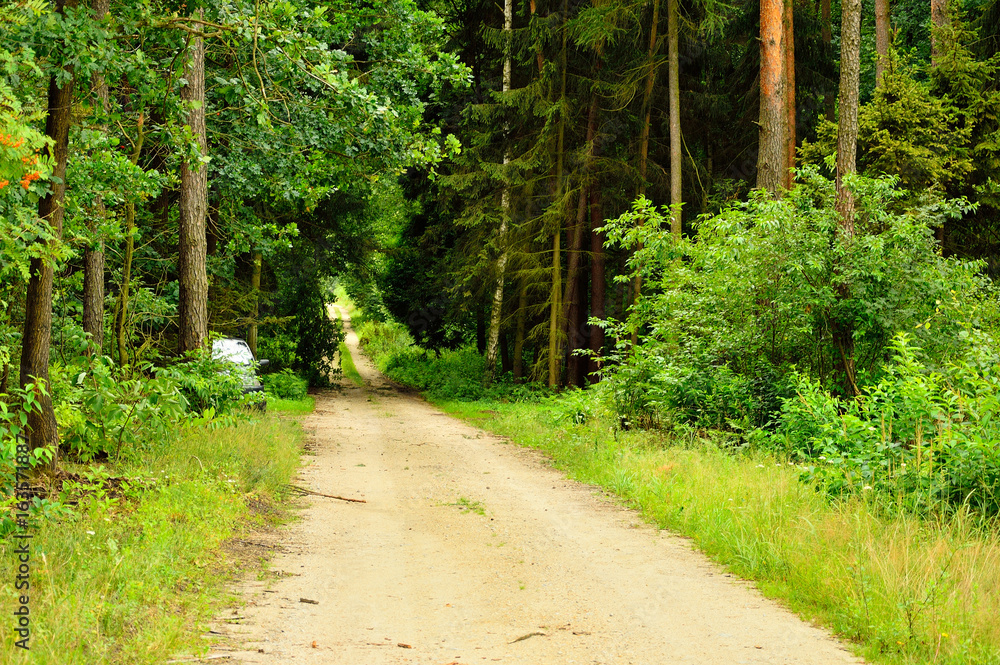 Fototapeta premium Leśna droga