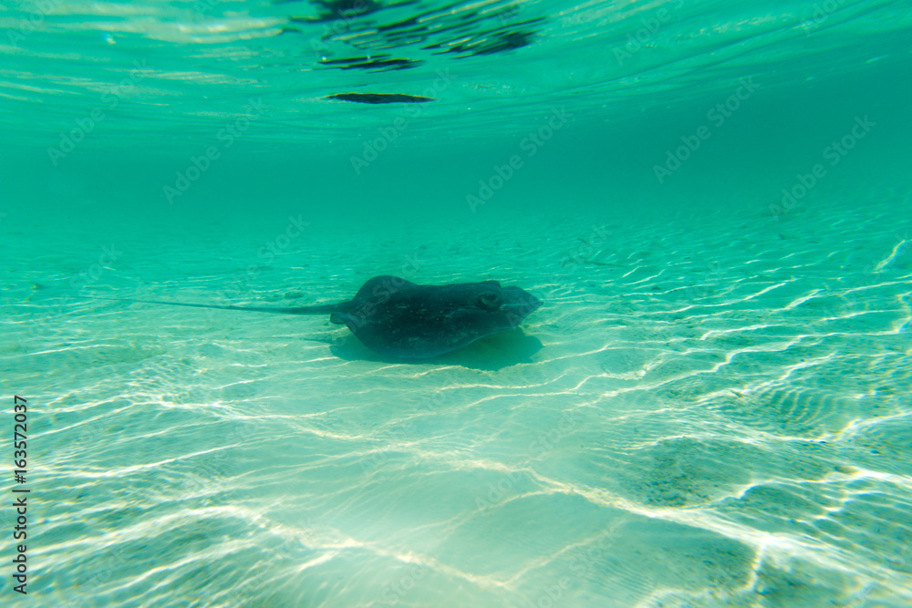 Fototapeta premium underwater scene with copy space