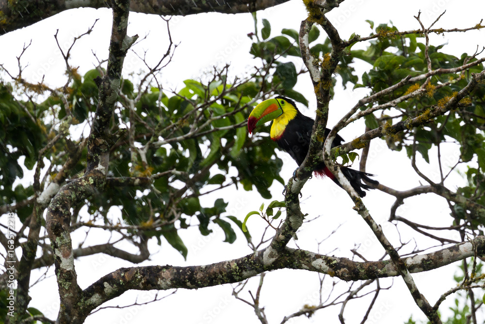 keel-billed toucan Ramphastos sulfuratus keel-billed toucan Ramphastos sulfuratus