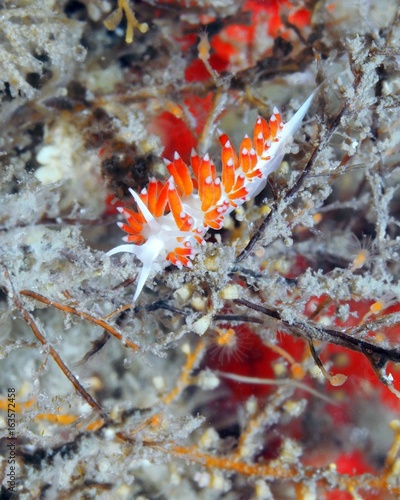 Flabellina Nudibranch