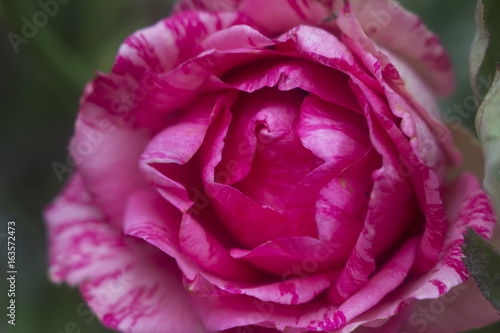 Rose with motley petals macro