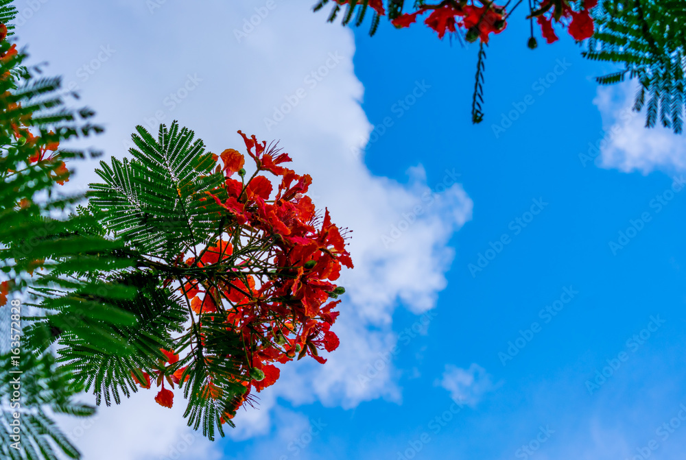 orange flowers on a royal poinciena tree with blue sky background orange flowers on a royal poinciena tree with blue sky background