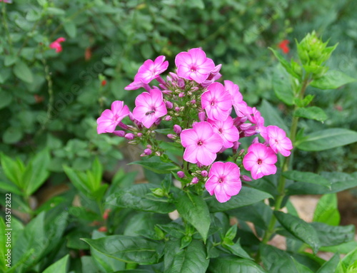 phlox rose,plante d'été au jardin,en massif