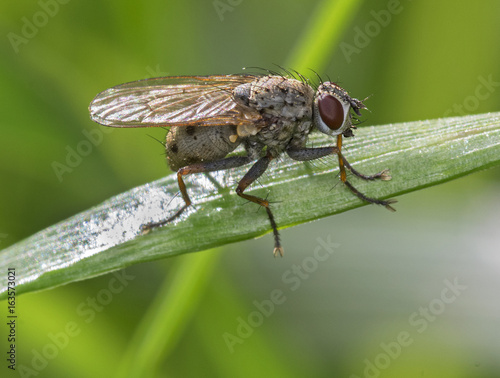Small wild fly on the grass.Coenesia sp