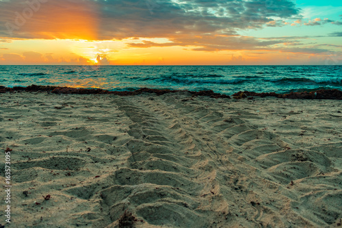 Valokuva loggerhead sea turtle tracks in the sand at sunrise