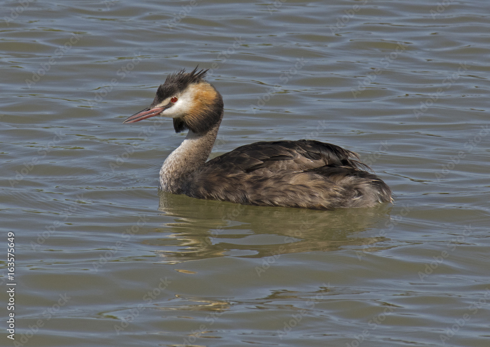 Podiceps cristatus, Great Crested Grebe Podiceps cristatus, Great Crested Grebe