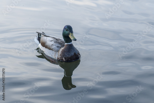 Mallard