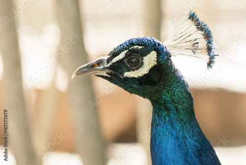 Peacock Head