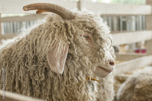 Sheep