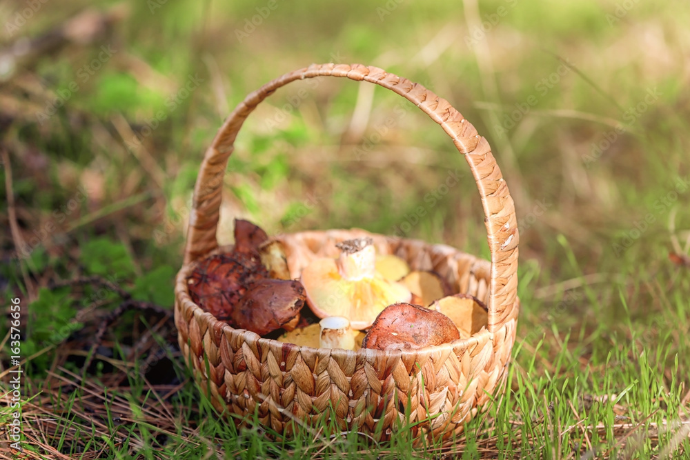 Wicker basket with mushrooms in forest, closeup Wicker basket with mushrooms in forest, closeup