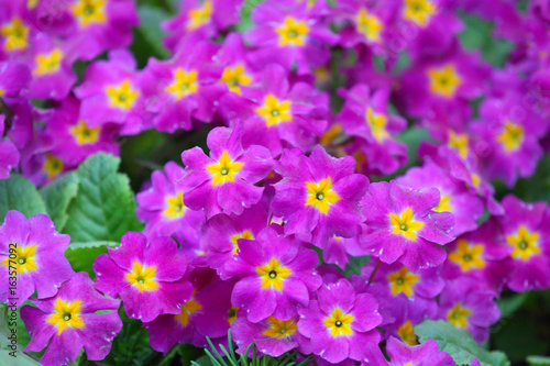 Violets.Blooming flowers.Natural background.