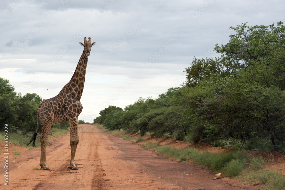 Obraz premium Giraffe crossing the road in Botswana 