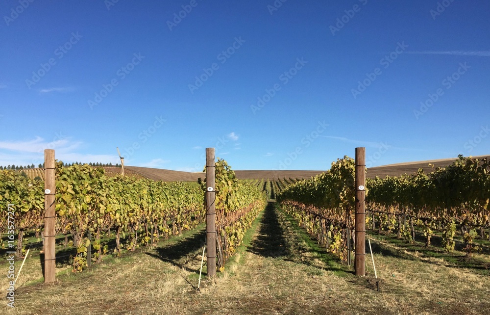 Rows of Vineyards Against Blue Sky
