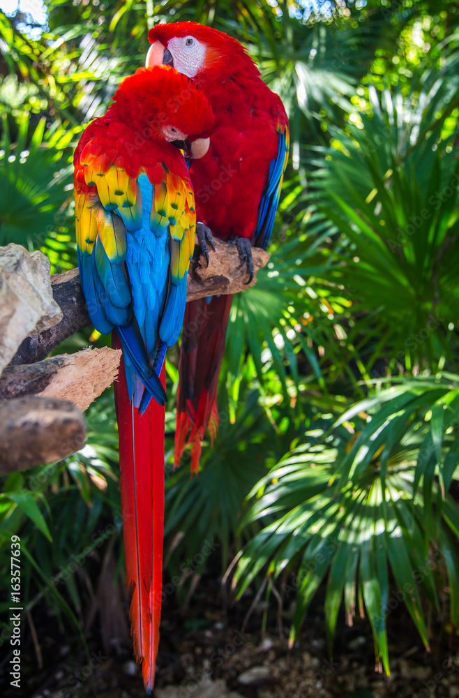 Fototapeta premium Red and green macaw