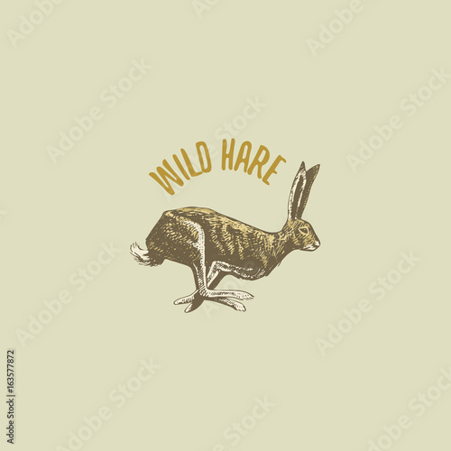 wild hare or rabbit engraved hand drawn in old sketch style, vintage animals. logo or emblems, retro label and badge.