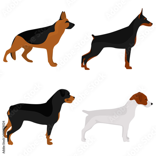 Set of dogs breeds color flat icon for web and mobile design