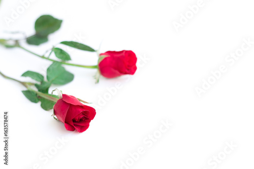 Fototapeta Naklejka Na Ścianę i Meble -  red rose with leaves isolated on white background for valentine background or romantic event.(selective focus)