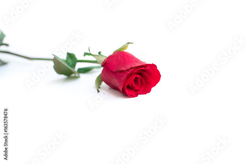 red rose with leaves isolated on white background for valentine background or romantic event.(selective focus)