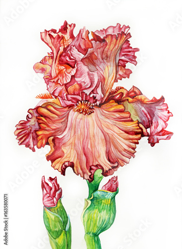 Fototapeta Naklejka Na Ścianę i Meble -  красный ирис