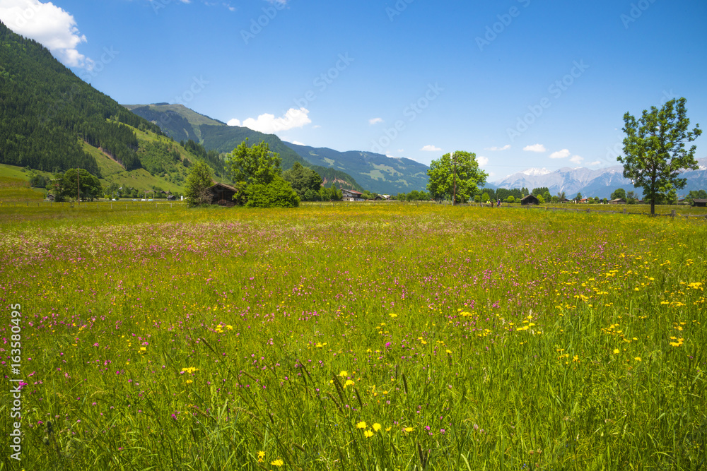 Autriche/champs fleuri avec montagnes