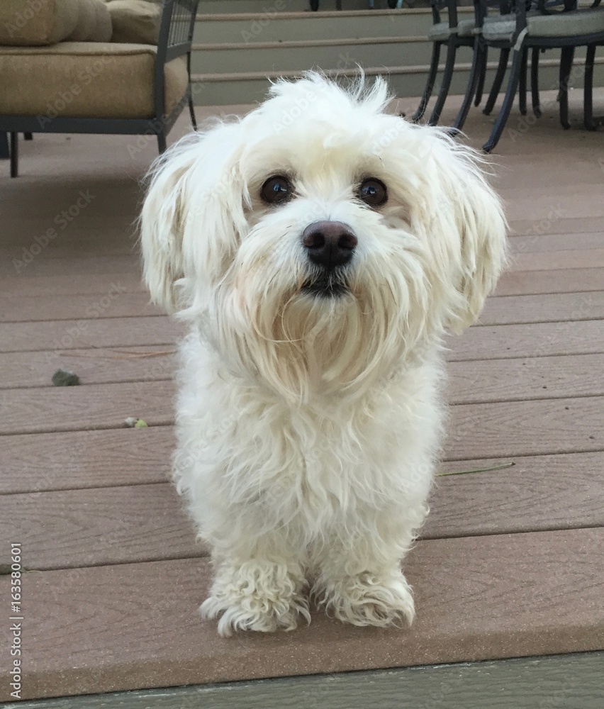Maltese Toy Dog Stock Photo Adobe Stock
