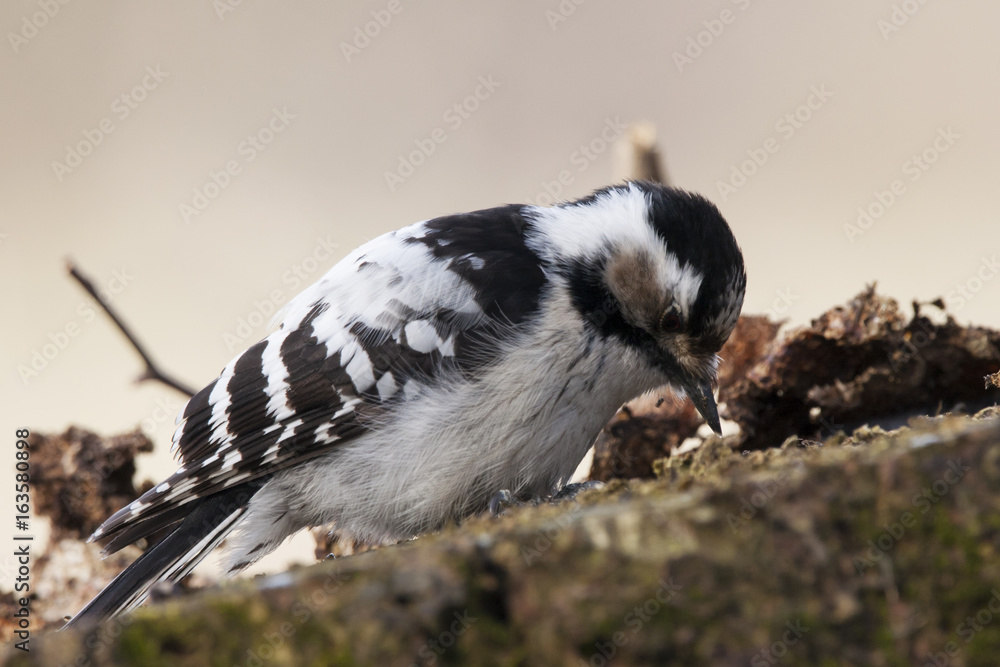 Naklejka premium Lesser spotted woodpecker feeding on old rotten tree stump. Cute and funny small pickle. White and black plumage. Bird in wildlife.