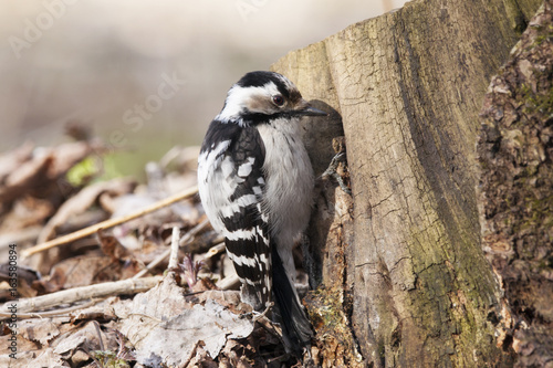 Lesser spotted woodpecker feeding on old rotten tree stump. Cute and funny small pickle. White and black plumage. Bird in wildlife.