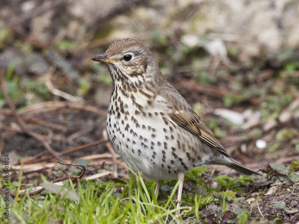 Song thrush sitting on ground and looking for food. Common park songbird. Brown and white with spots. Bird in wildlife. Song thrush sitting on ground and looking for food. Common park songbird. Brown and white with spots. Bird in wildlife.