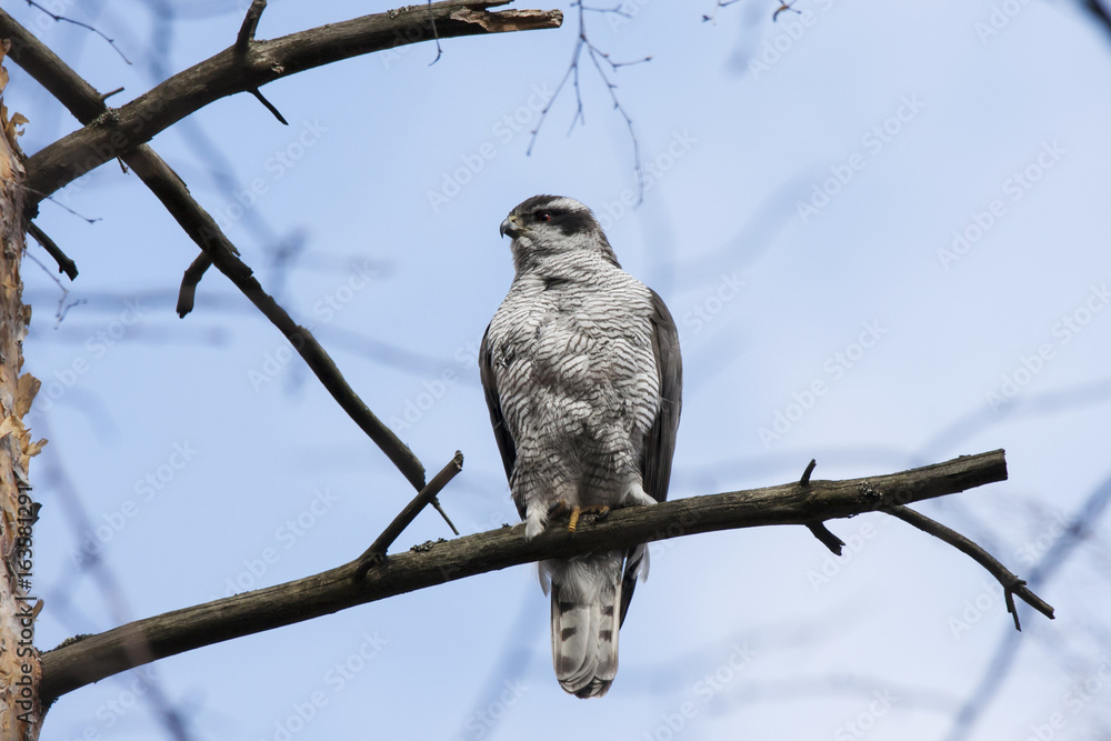 Northern goshawk sitting on branch of pine tree. Mighty large beautiful hawk with red eyes. Bird in wildlife. Northern goshawk sitting on branch of pine tree. Mighty large beautiful hawk with red eyes. Bird in wildlife.