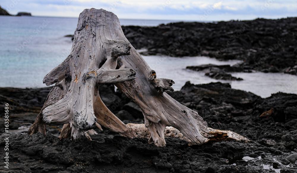 Driftwood