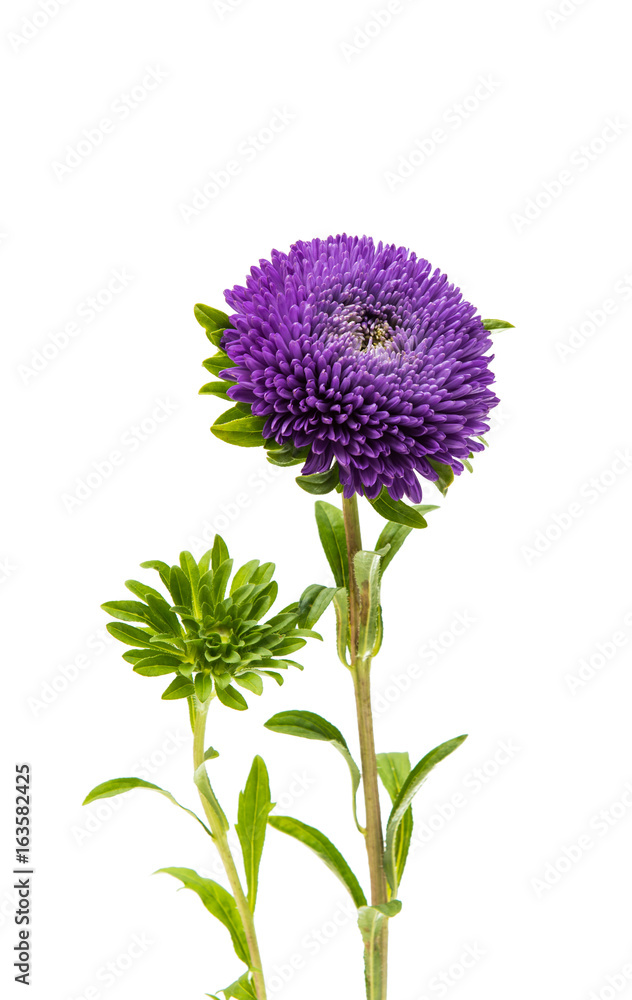 Beautiful chrysanthemum isolated Beautiful chrysanthemum isolated