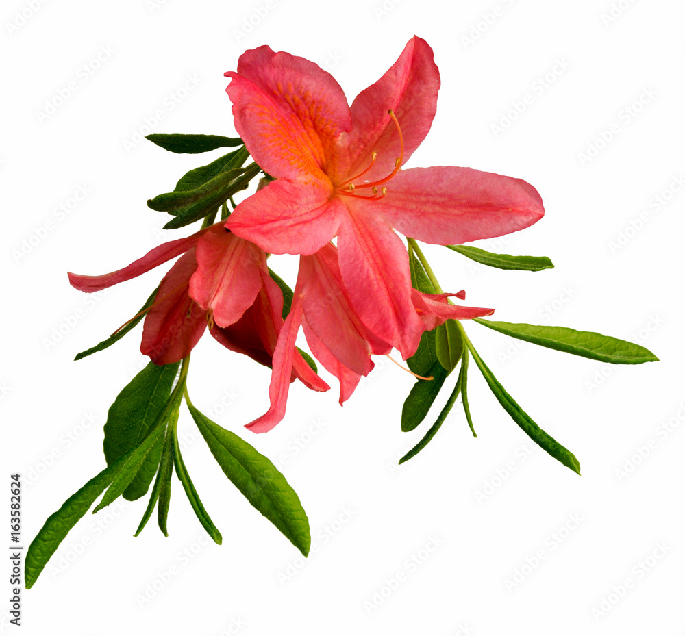 A rhododendron brush with flowers and leaves. Isolated on white background A rhododendron brush with flowers and leaves. Isolated on white background