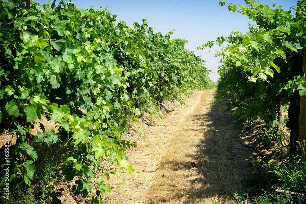 Row of vineyard grapes Row of vineyard grapes