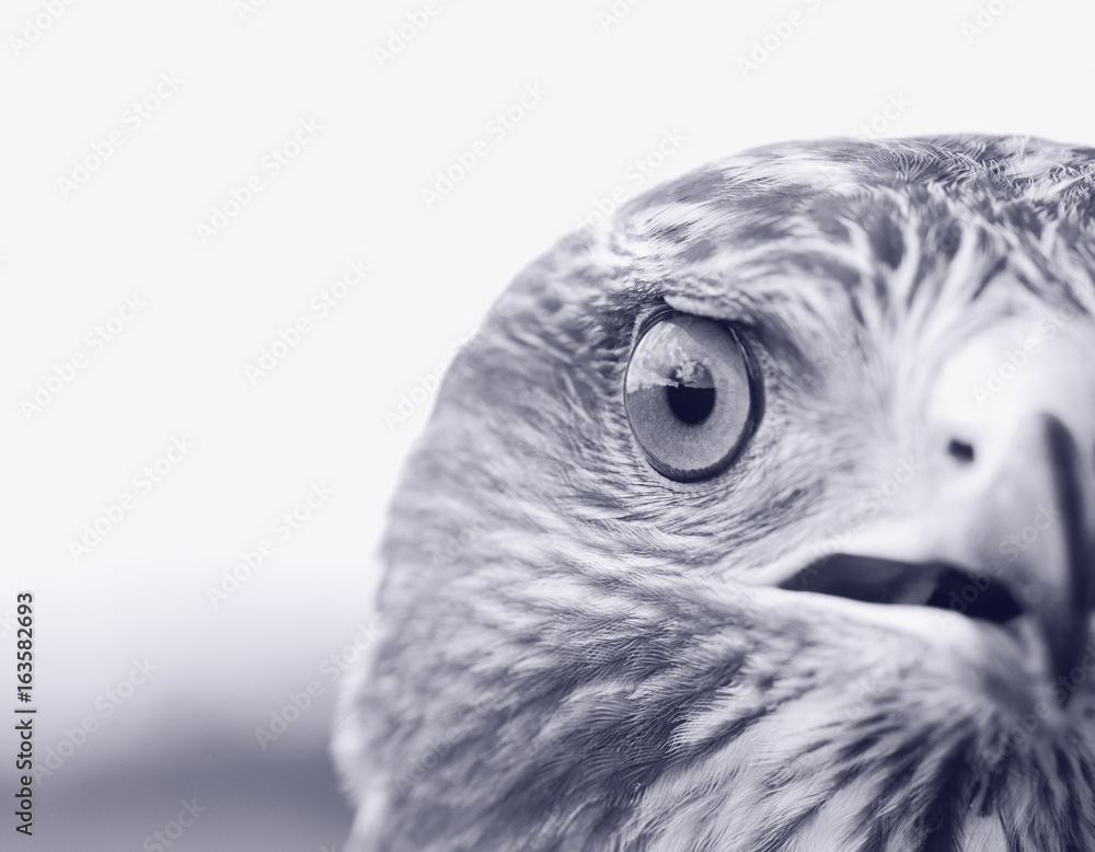 Fototapeta premium Common Buzzard