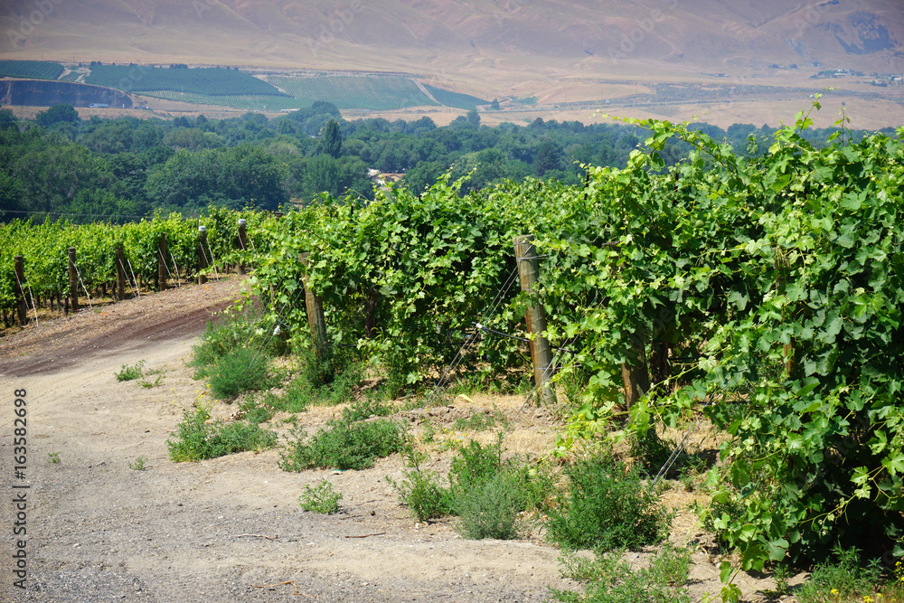 Eastern Washington Vineyards with hills in background