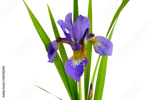 Fototapeta Naklejka Na Ścianę i Meble -  beautiful dark purple iris flower isolated on white background 