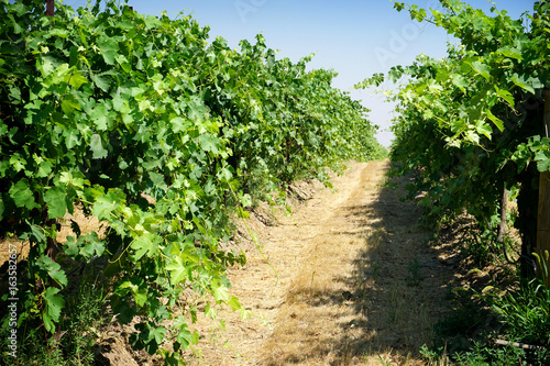 Row of vineyard grapes