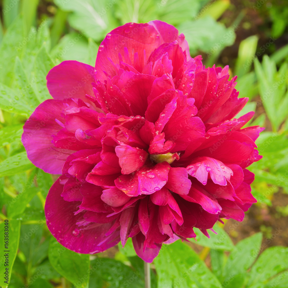 Peony flower in a summer garden after  rain