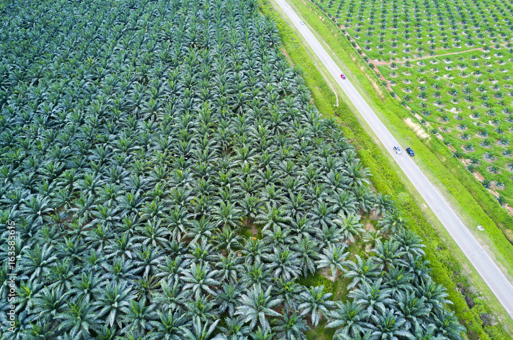 Naklejka premium Arial view of oil palm plantation on east Asia