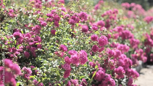 Wallpaper Mural Roses in the wind. Many roses in the park. Nostalgic pink. Torontodigital.ca