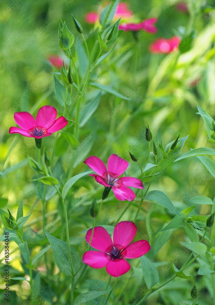 The  beautiful flowers of red flax