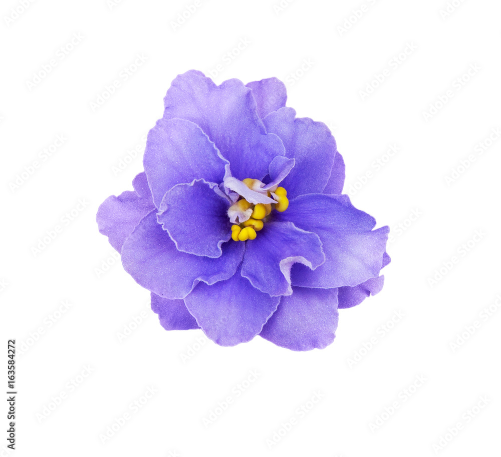 Obraz premium purple violet highlighted on white background